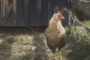 https-www-wormsandgermsblog-com-files-2024-11-petting-zoo-fredrikstad-norway-1731537332-11249-5443-lxb_photookui-wj9xvylxb_photo-300x200-jpg