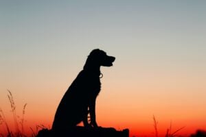 https-www-wormsandgermsblog-com-files-2024-11-silhouette-dog-1732974317-11272-9177-lxb_phototha80nrqrfslxb_photo-300x200-jpg